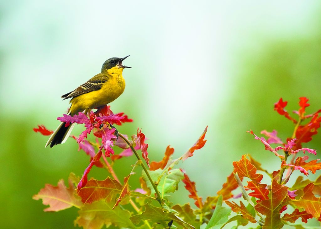 Περιβάλλον – Φθίνει η «χορωδία» της φύσης
