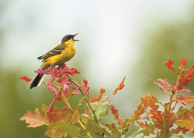 Φθίνει η «χορωδία» της φύσης