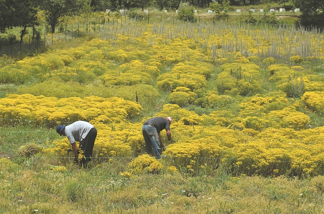 Φυτά σε ρόλο μεταλλωρύχου