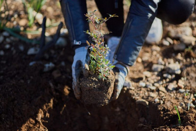 70.000 δέντρα στην Αττική φυτεύει η Παπαστράτος – Θα αναδασωθούν 1.000 στρέμματα