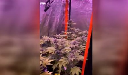 Θεσσαλονίκη: Καλλιεργούσε 17 δενδρύλλια κάνναβης μέσα στο διαμέρισμά του