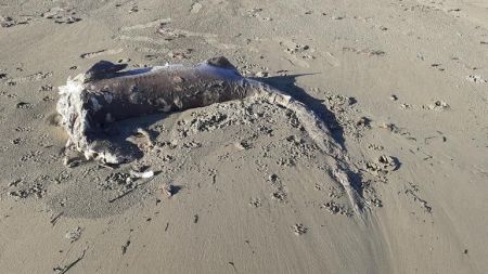Κρήτη – Καρχαρίας ξεβράστηκε σε παραλία [Εικόνες]