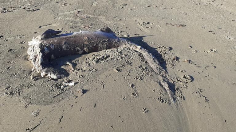 Κρήτη – Καρχαρίας ξεβράστηκε σε παραλία [Εικόνες] | tovima.gr