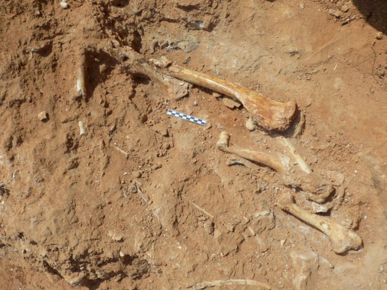 Λέσβος – Βρέθηκαν απολιθωμένα οστά ζώων που έζησαν στο νησί πριν από 2 εκατ. χρόνια | tovima.gr
