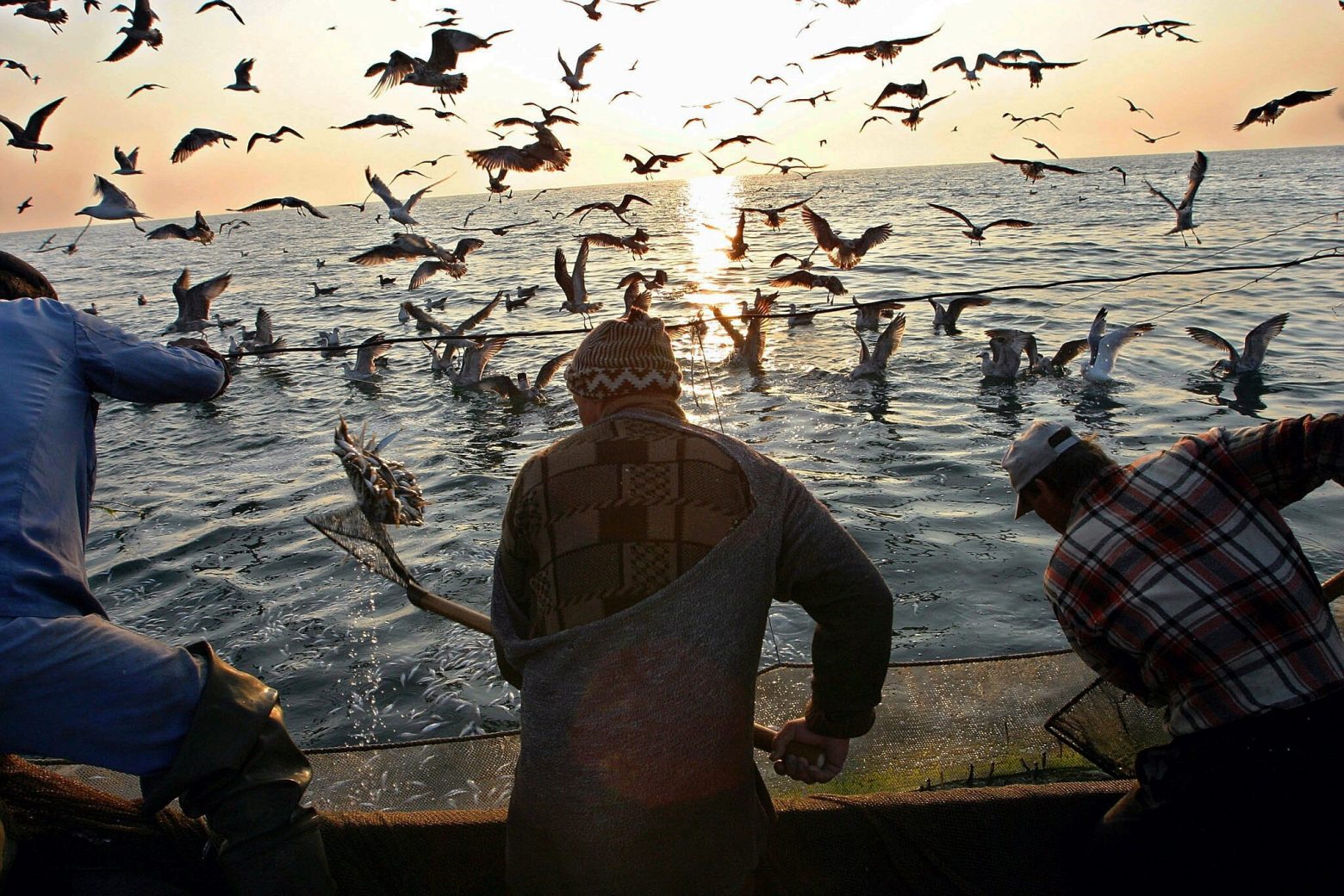 Μεσόγειος – Καταγράφεται ανησυχητική μείωση των πληθυσμών υδρόβιων πουλιών