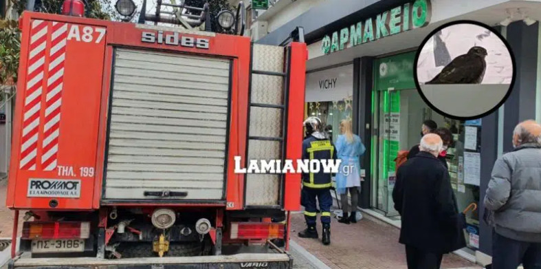 Λαμία – Γεράκι εισέβαλλε σε φαρμακείο