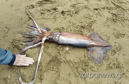 Χανιά – Θράψαλο ενός μέτρου βρέθηκε σε παραλία