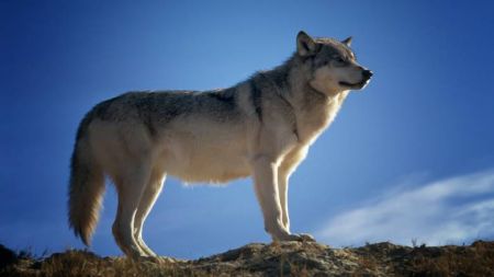 Αποκλειστικό MEGA – Τρόμος για οικογένεια στην Πάρνηθα – Τους επιτέθηκε λύκος και τους άρπαξε τον σκύλο