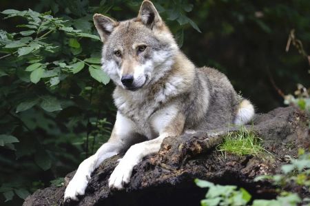 Πάρνηθα – Η ανακοίνωση της Περιβαλλοντικής Οργάνωσης «Καλλιστώ» για την επίθεση λύκου