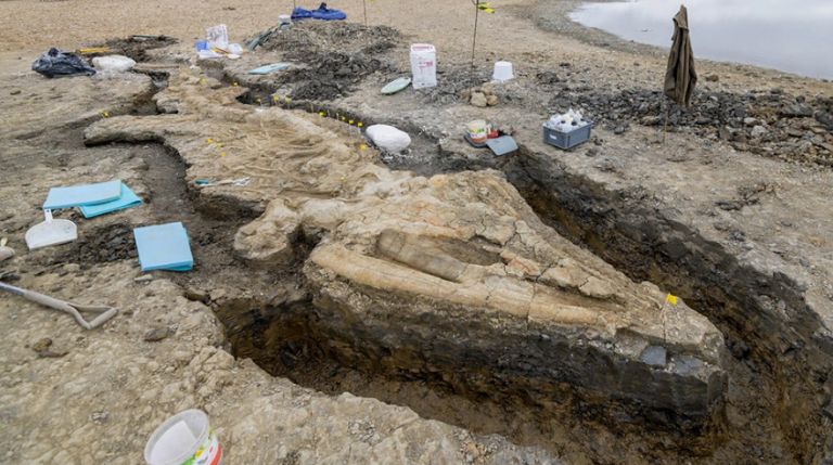 Επιστήμονες στη Βρετανία ανακάλυψαν τον μεγαλύτερο θαλάσσιο προϊστορικό δεινόσαυρο | tovima.gr