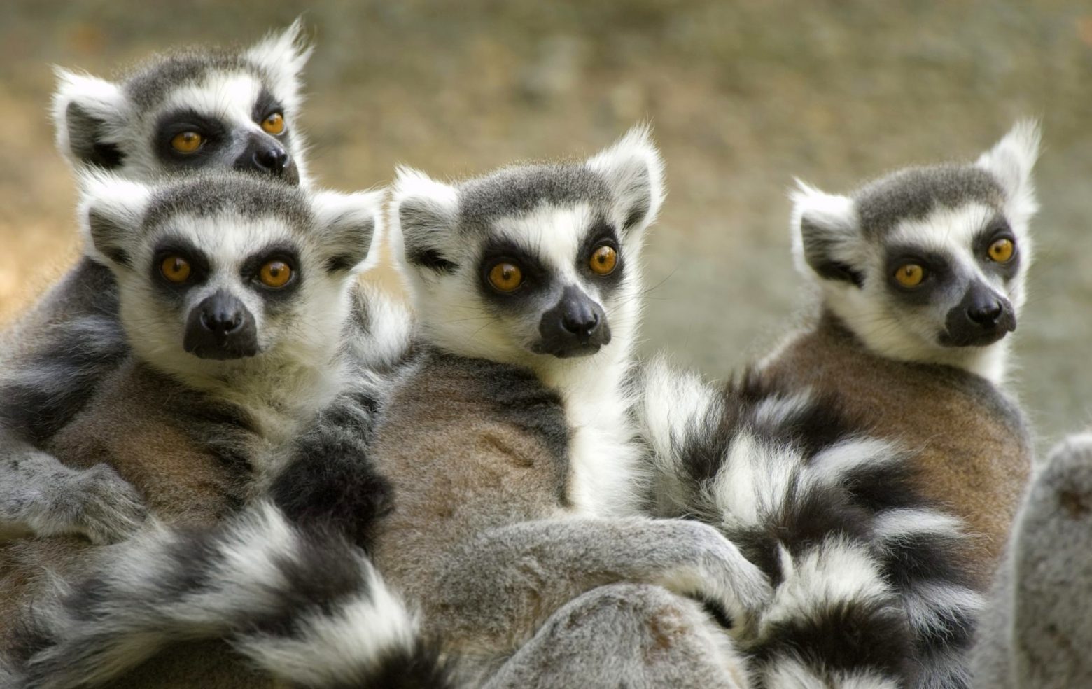 Γενετικές αναλύσεις στον αέρα αποκαλύπτουν ποια ζώα ζουν κοντά