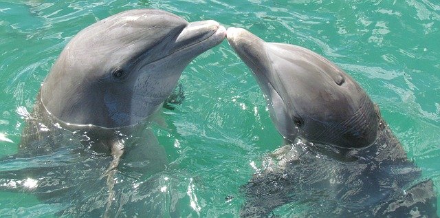 Γαλλία: Τουλάχιστον 910 δελφίνια ξεβράστηκαν νεκρά αυτόν τον χειμώνα σε παραλίες