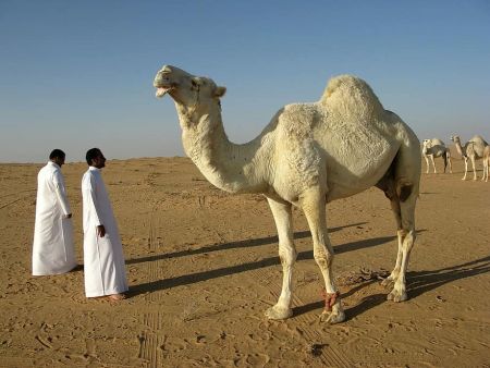 Ο ήχος της σιωπής, οι καμήλες, οι ισραηλινοί κροίσοι