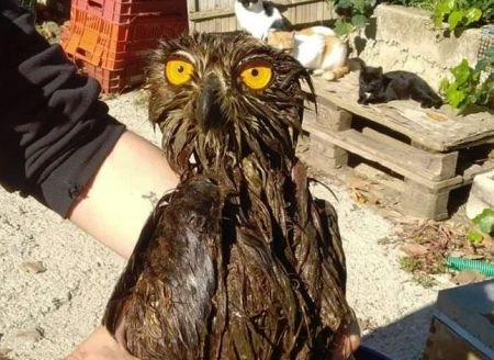 The EuroDry fleet now has 10 ships