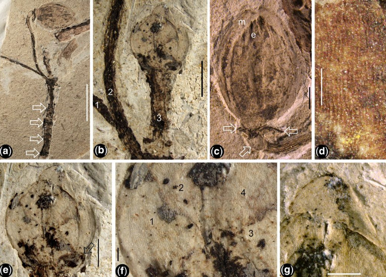 Βιολογία – Ανακαλύφθηκε το αρχαιότερο απολιθωμένο μπουμπούκι λουλουδιού | tovima.gr