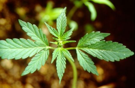 Κάνναβη vs κορωνοϊού – Τι έδειξε μελέτη