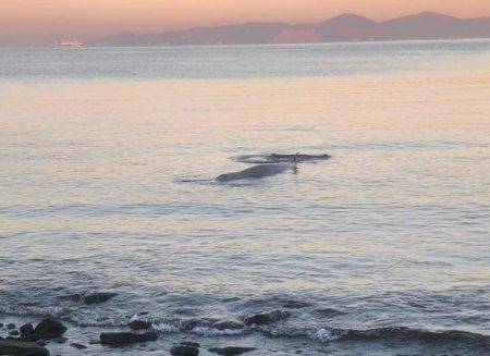 Φάλαινα στον Άλιμο: Μεταφέρθηκε στα ανοιχτά – Ανταποκρίνεται στην ιατρική αγωγή