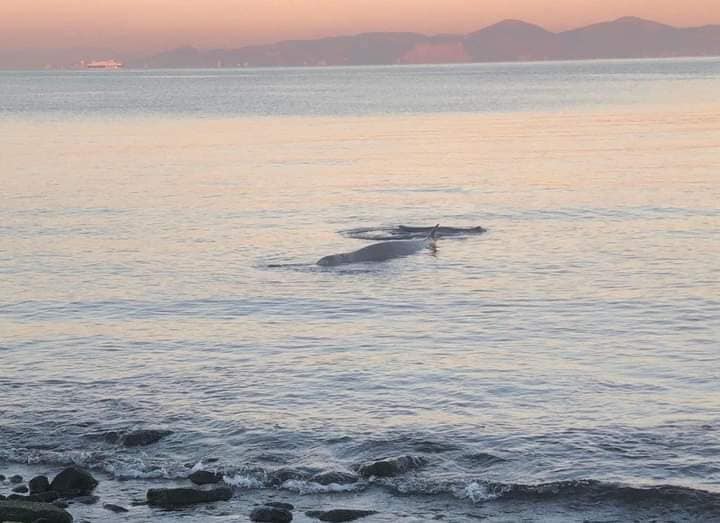Φάλαινα στον Άλιμο: Μεταφέρθηκε στα ανοιχτά – Ανταποκρίνεται στην ιατρική αγωγή