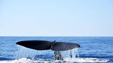 Φάλαινα στην παραλία του Αλίμου – Τι συνέβη
