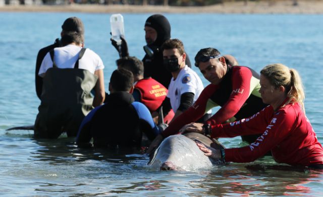 Σαλαμίνα: Σταθερή αλλά κρίσιμη η κατάσταση της φάλαινας