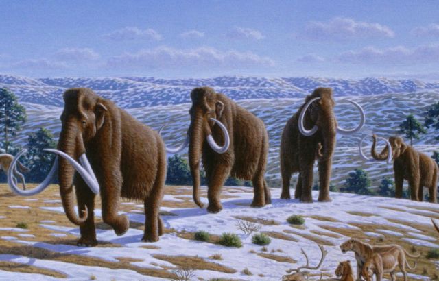 Επιστρέφουν τα μαμούθ 10.000 χρόνια μετά την εξαφάνισή τους – Πώς θα γίνει – Τι λέει επιστήμονας | tovima.gr