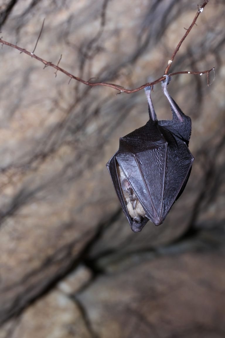 Greece creates 5,000 artificial bat shelters | tovima.gr