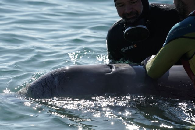Φάλαινα: Τα αίτια θανάτου του Ζιφιού – Τι έδειξε η ιατροδικαστική εξέταση