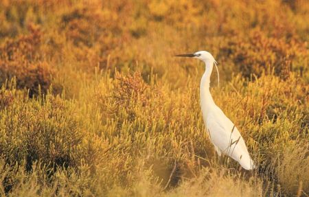 Υγρότοποι ομορφιά ΚΑΙκακοποίηση