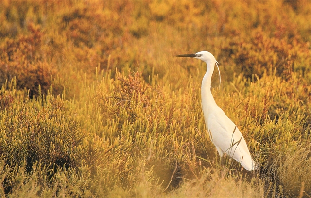 Υγρότοποι ομορφιά ΚΑΙκακοποίηση