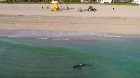 Αυστραλία: Καρχαρίας σκοτώνει κολυμβητή – Βίντεο