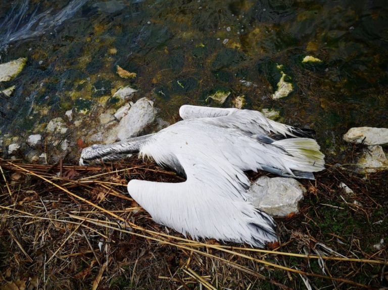 Πρέσπες: Περισσότεροι από 500 αργυροπελεκάνοι νεκροί από τη γρίπη των πτηνών | tovima.gr