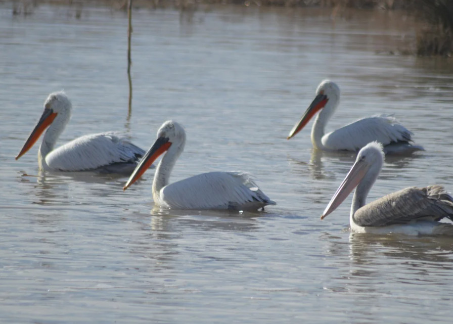 Το υπουργείο Αγροτικής Ανάπτυξης για τη γρίπη των πτηνών στις Πρέσπες