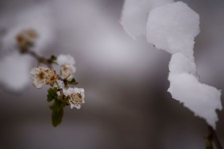 Εαρινή ισημερία: Ξεκινάει επισήμως την Κυριακή η Άνοιξη