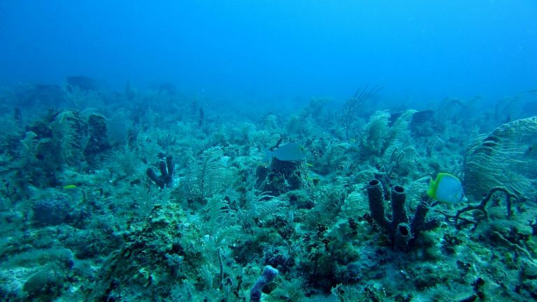 Μελέτη: Θαλάσσιο μικρόβιο συλλαμβάνει άνθρακα με φυσικό τρόπο – Μπορεί να καταπολεμήσει την κλιματική κρίση | tovima.gr