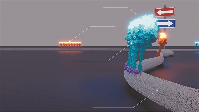 Το «σιδηροδρομικό» δίκτυο των κυττάρων