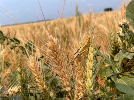 Πόλεμος στην Ουκρανία: Νέες εκτιμήσεις για ακόμη μεγαλύτερη πτώση των εξαγωγών σιτηρών