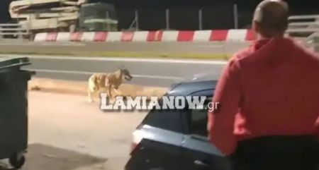 Φθιώτιδα: Λύκος εμφανίστηκε στο λιμάνι του Αγίου Κωνσταντίνου