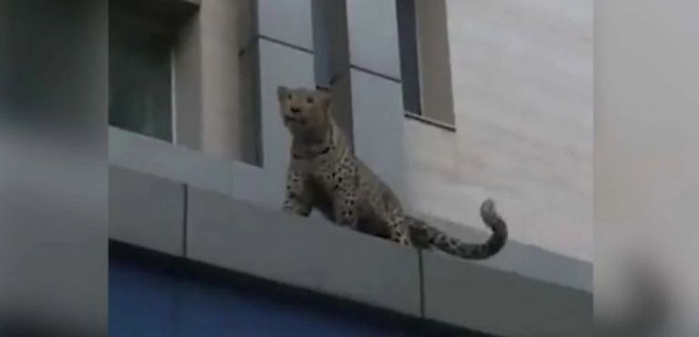 Ιράν: Λεοπάρδαλη σπέρνει τον τρόμο σε πόλη | tovima.gr