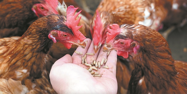 «Εξυπνα» κοντέινερ παράγουν ζωοτροφή στο αγρόκτημα | tovima.gr