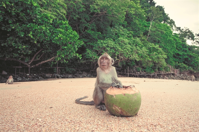 Πέντε άνθρωποι και ένας πίθηκος