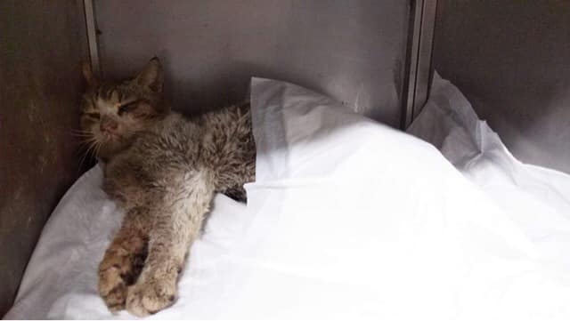 Κερατσίνι: Πυροβόλησαν γάτα με αεροβόλο – Τέταρτο περιστατικό κακοποίησης ζώου