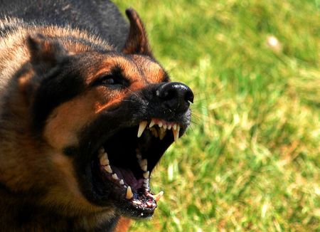 Θεσσαλονίκη: Αγέλη αδέσποτων σκύλων προκαλεί τρόμο στην Πυλαία