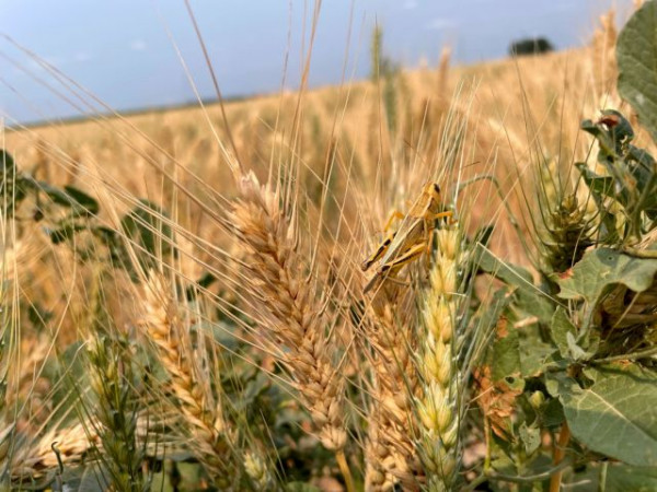 Η Ινδία απαγόρευσε τις εξαγωγές σιτηρών