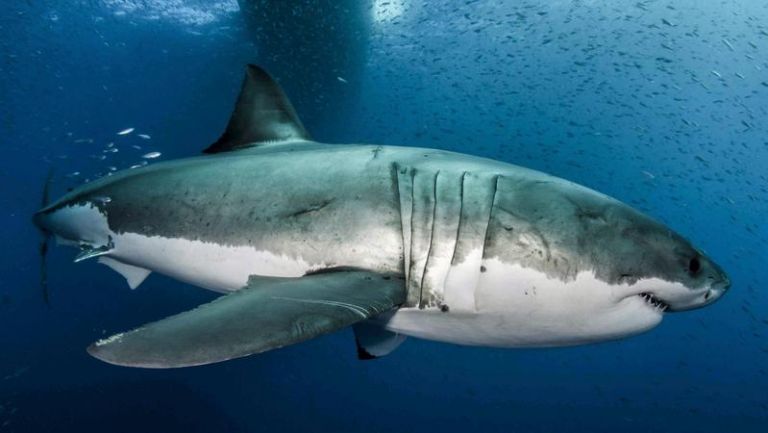 Γαλάζιος καρχαρίας έκανε την εμφάνισή του στον Μύτικα Αιτωλοακαρνανίας | tovima.gr