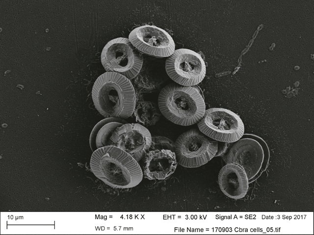 Το περιβάλλον ως «γλύπτης» κρυστάλλων