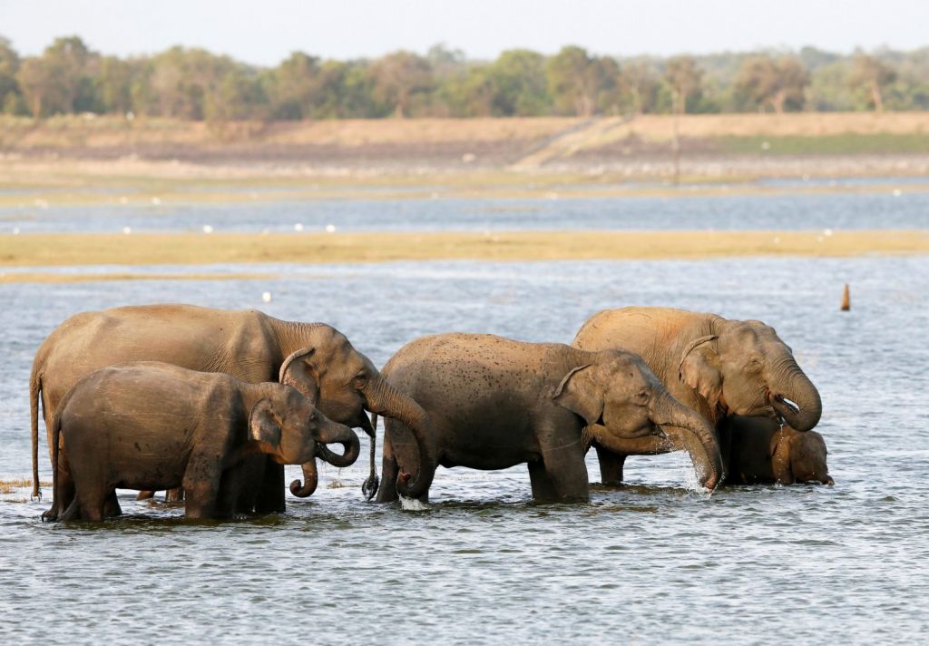 Ελέφαντες: Θρηνούν τους νεκρούς τους όπως οι άνθρωποι – Πώς το YouTube βοήθησε στη συγκεκριμένη έρευνα