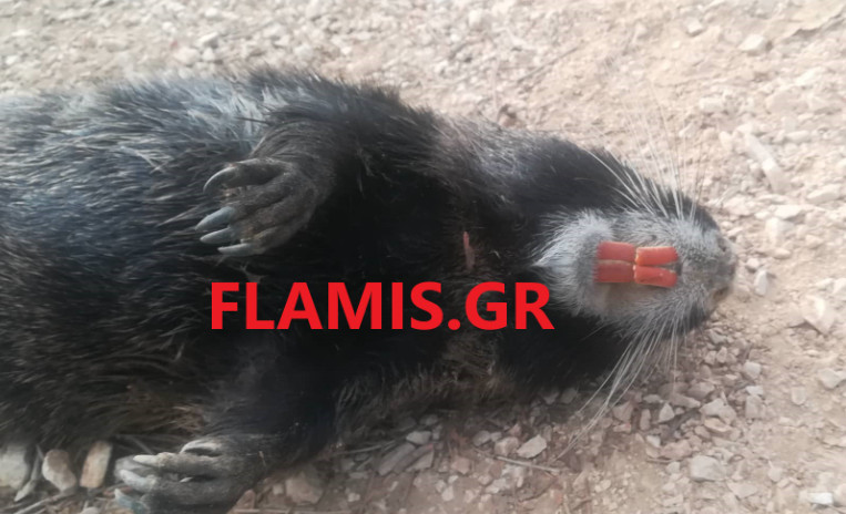 Πάτρα: Γιγάντιο τρωκτικό με δόντια κάστορα σε πλαζ – Άναυδοι οι περαστικοί