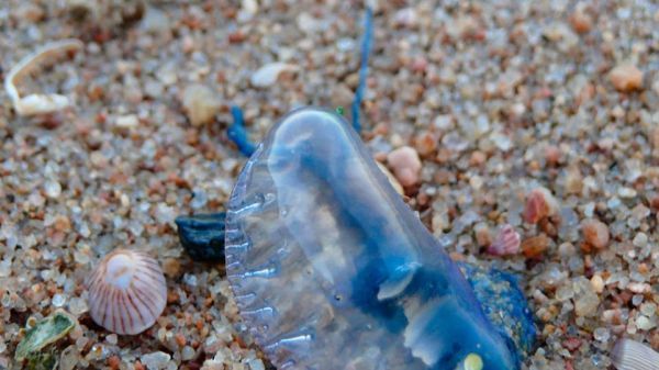 Purple jellyfish: Surge in the Ionian – Where they have been found