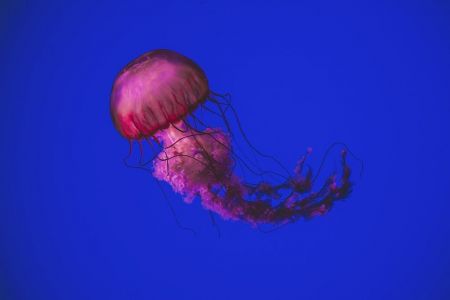 Μωβ Μέδουσες: Πού έχουν εμφανιστεί στην Ελλαδα – Διαδραστικός χάρτης