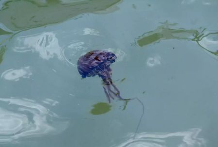 Μωβ μέδουσες: Τα συμπτώματα από τσίμπημα και οι οδηγίες προς τους πολίτες